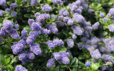Garden Open Day – 18 May 2025, 2-6pm